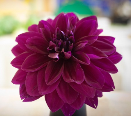 picture of purple flowe